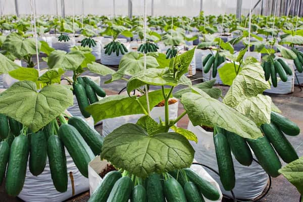قیمت خرید خیار سبز گلخانه ای + فروش ویژه